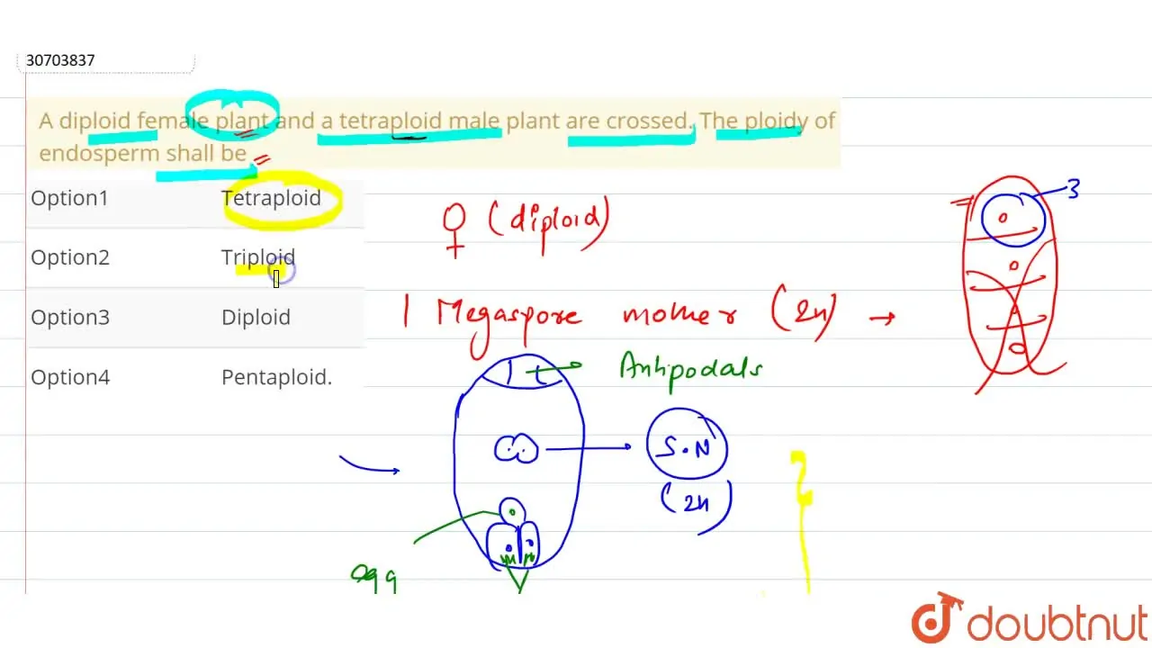 A diploid female plant and a tetraploid male plant are crossed. The pl