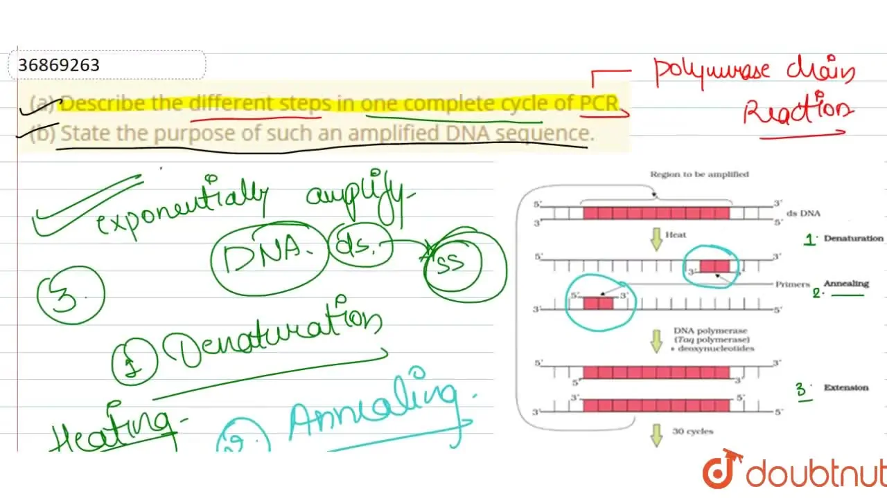 A Describe The Different Steps In One Complete Cycle Of Pcr B