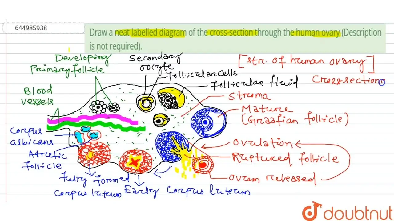 What is a Flower ? Draw a Neat Labelled Diagram Showing the L.S. of a  Typical Flower. - Biology | Shaalaa.com