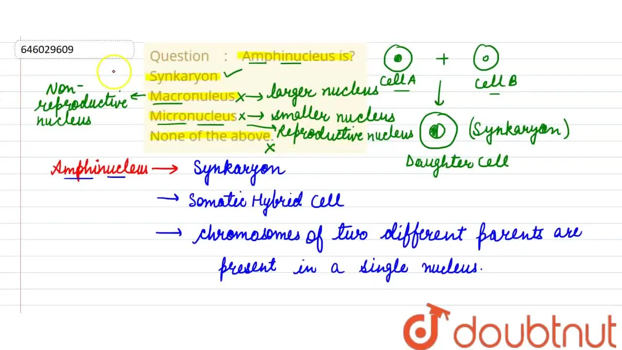 Amphinucleus is? Synkaryon Macronuleus Micronucleus None of