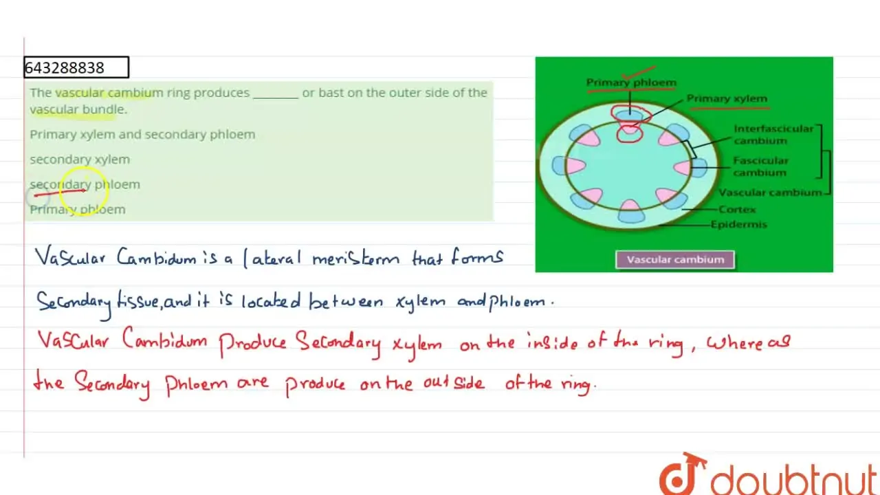 [Tamil Solution] The vascular cambium ring produces or bast on the ou