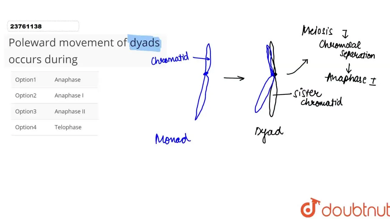 Poleward movement of dyads occurs during