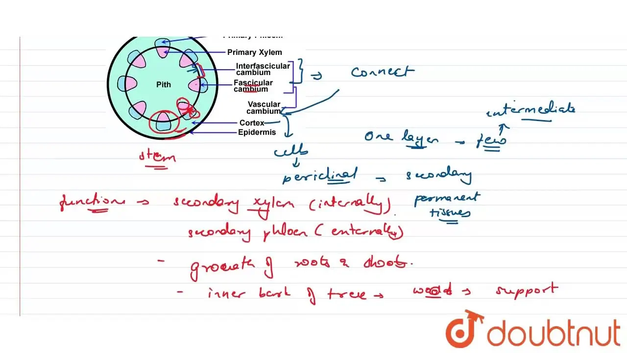 [Gujrati Solution] Describe vascular cambium responsible for secondary