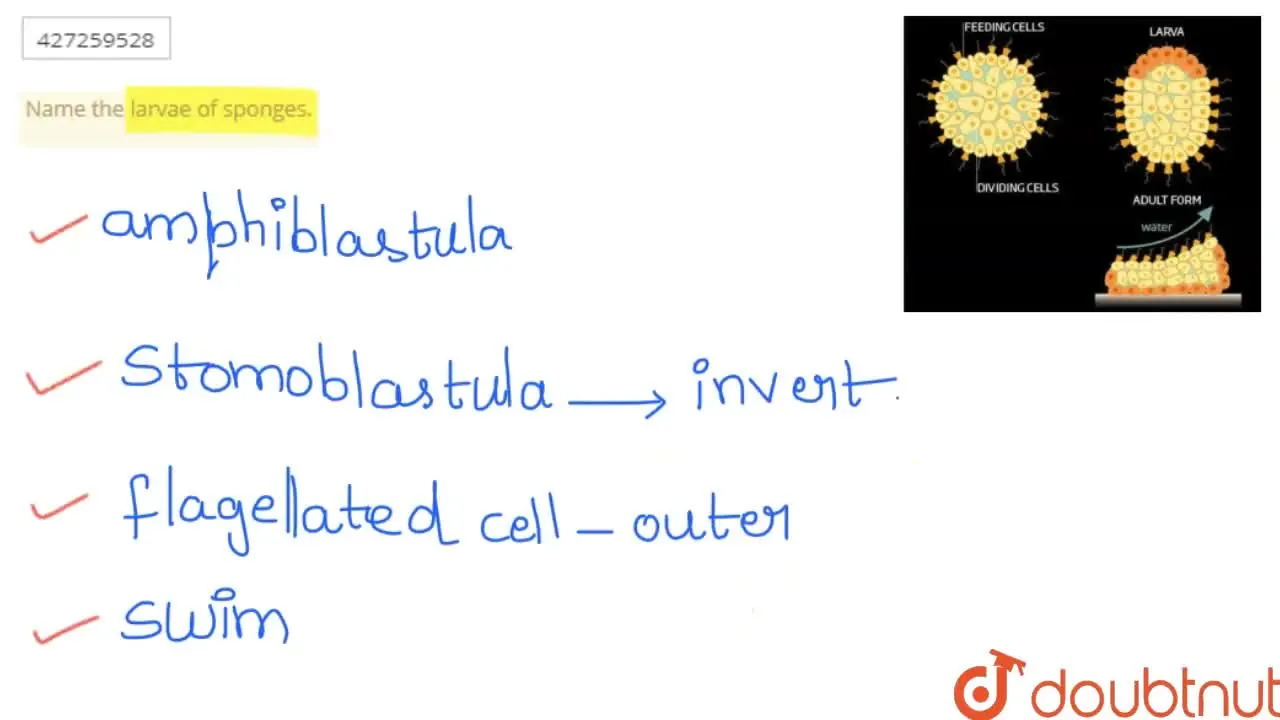 [Tamil Solution] Name the larvae of sponges.
