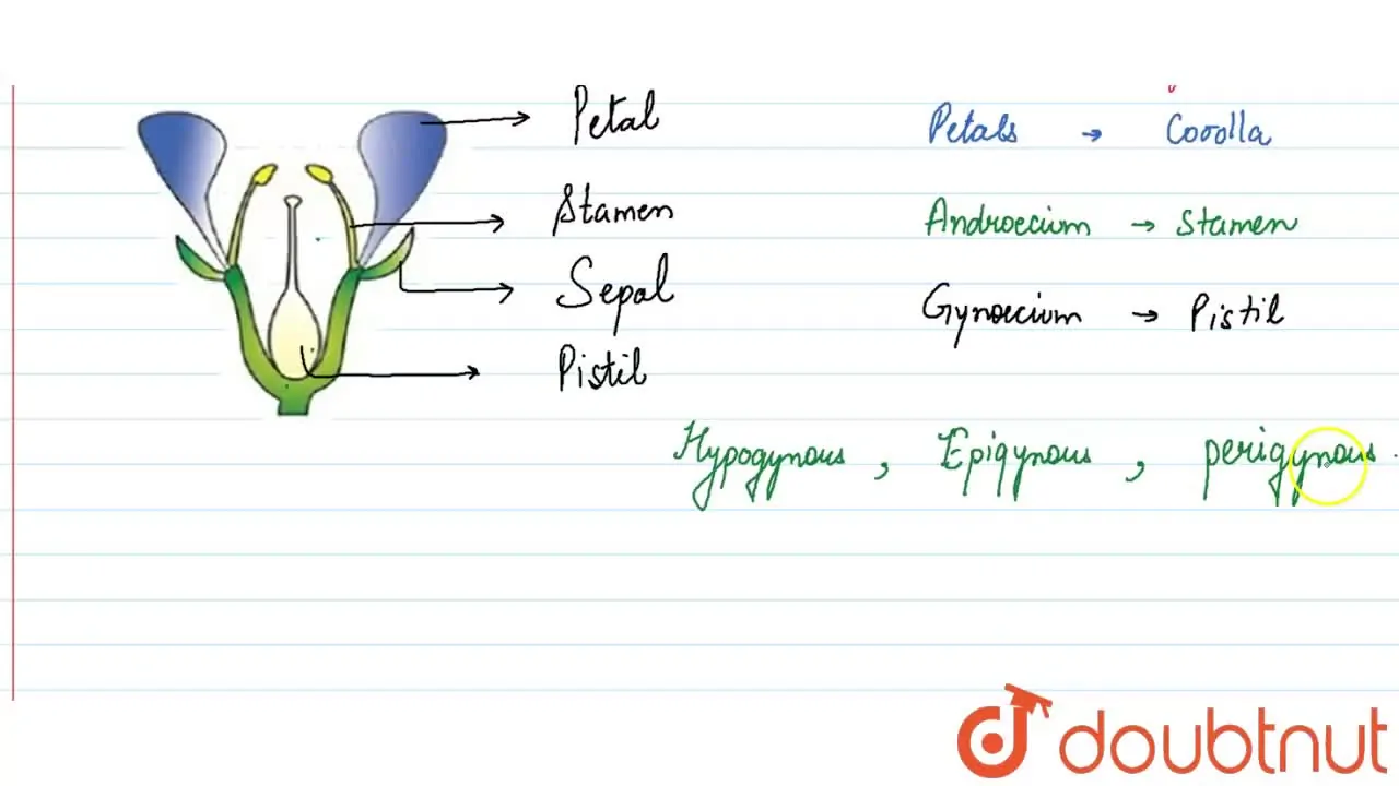 [Punjabi Solution] Describe the arrangement of floral members in relat