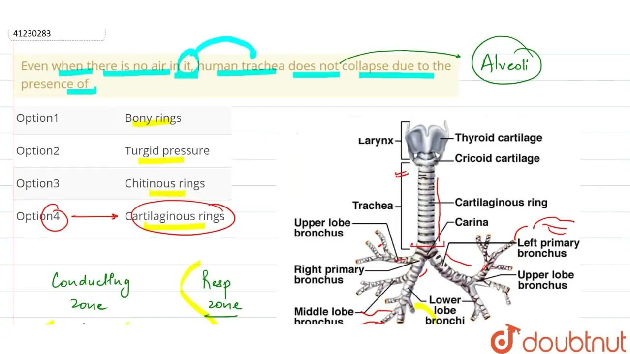 Even when there is no air in it, human trachea does not collapse due t