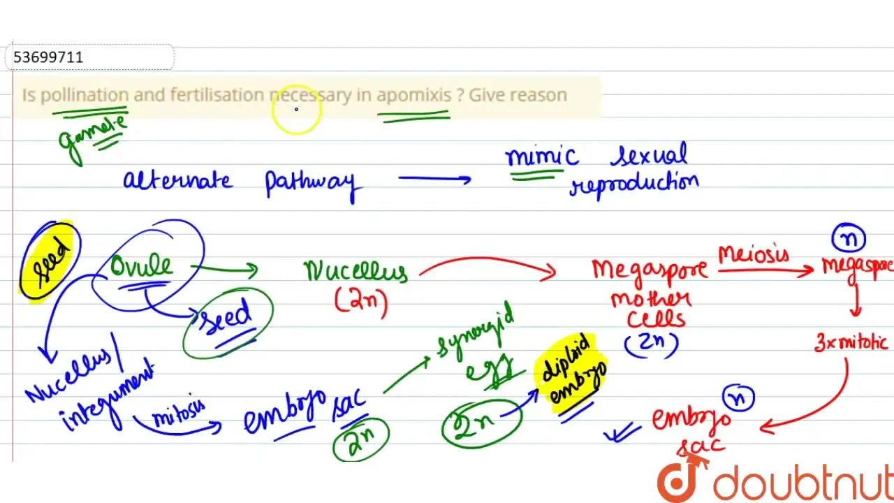 Is pollination and fertilisation necessary in apomixis ? Give reason