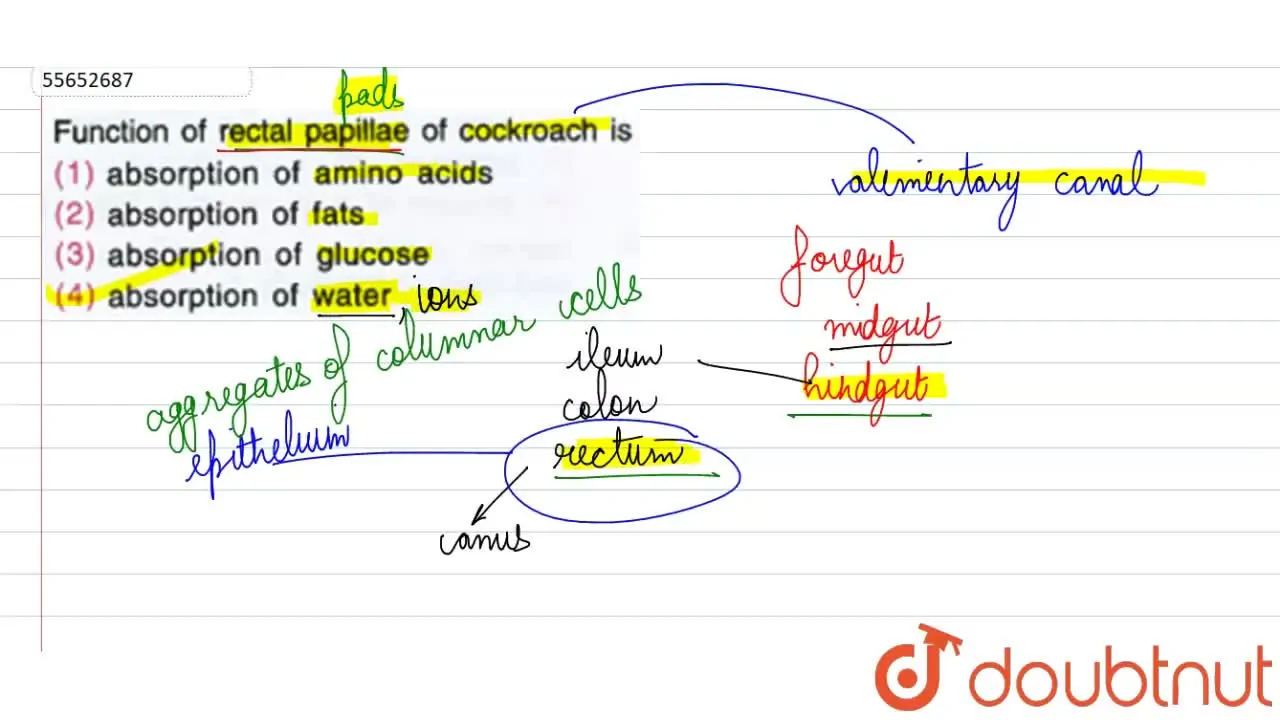 Function of rectal papillae of cockroach is