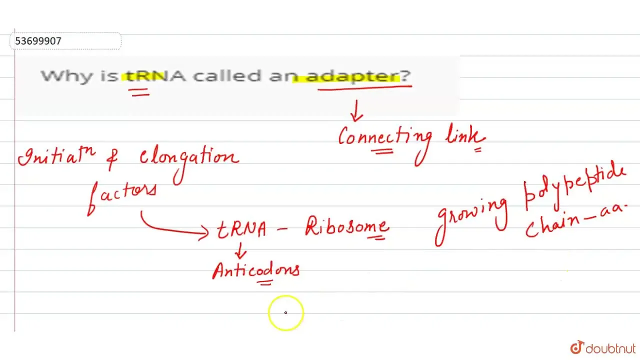 Why is tRNA called an adapter molecule?
