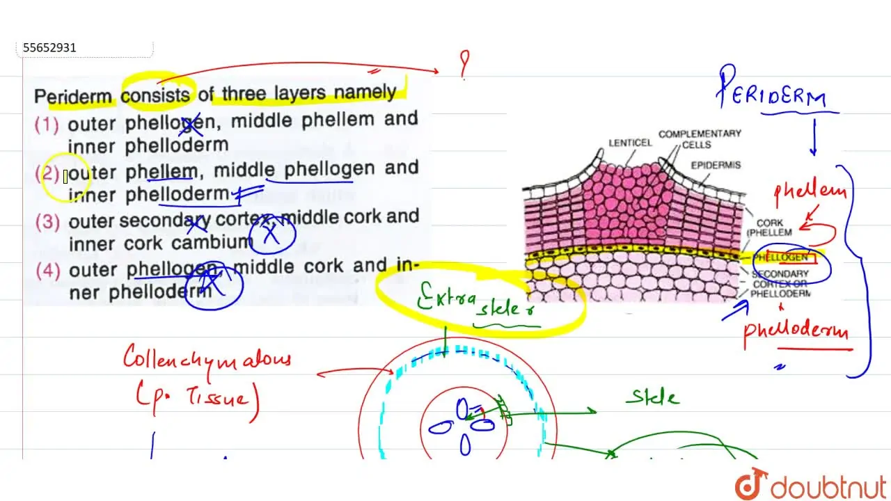 outer secondary cortex, middle cork and inner cork cambium