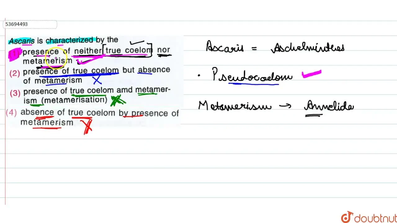 presence of true coelom and metamerism (metamerisation)