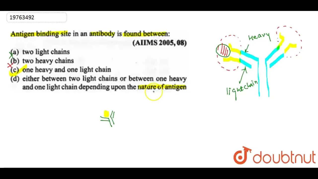 Antigen binding site in an antibody is found between