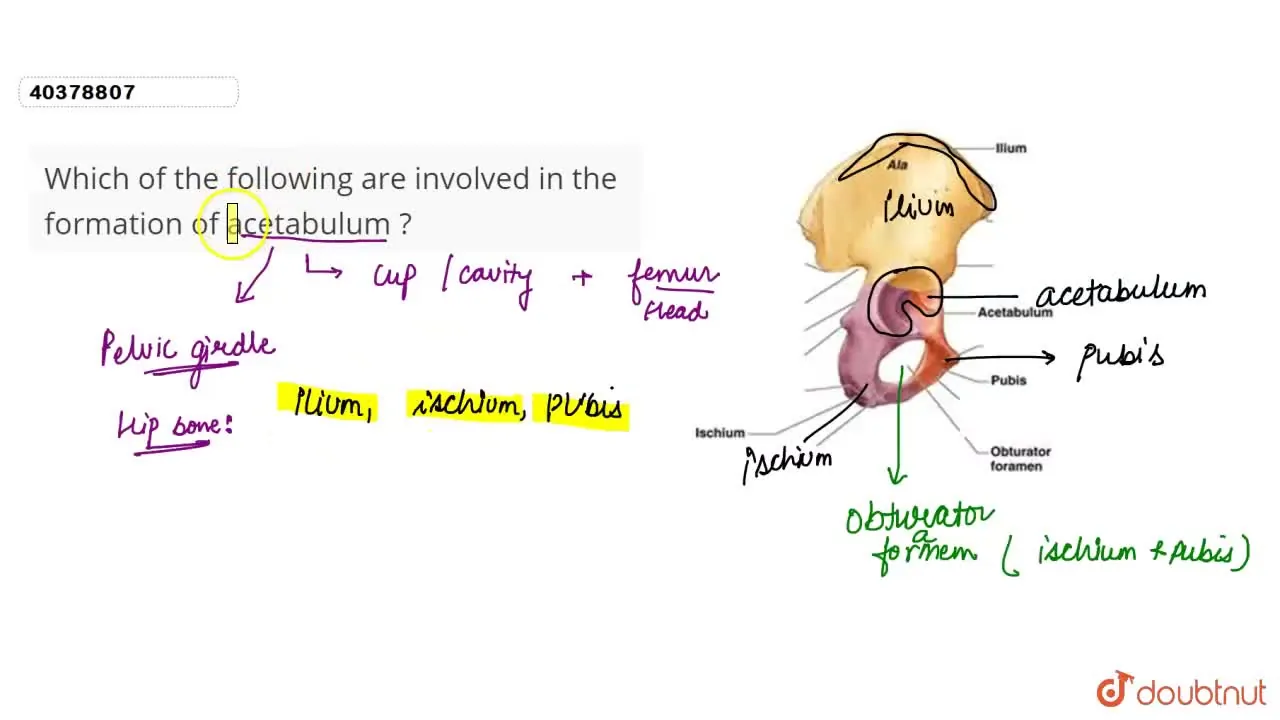 Which of the following are involved in the formation of acetabulum