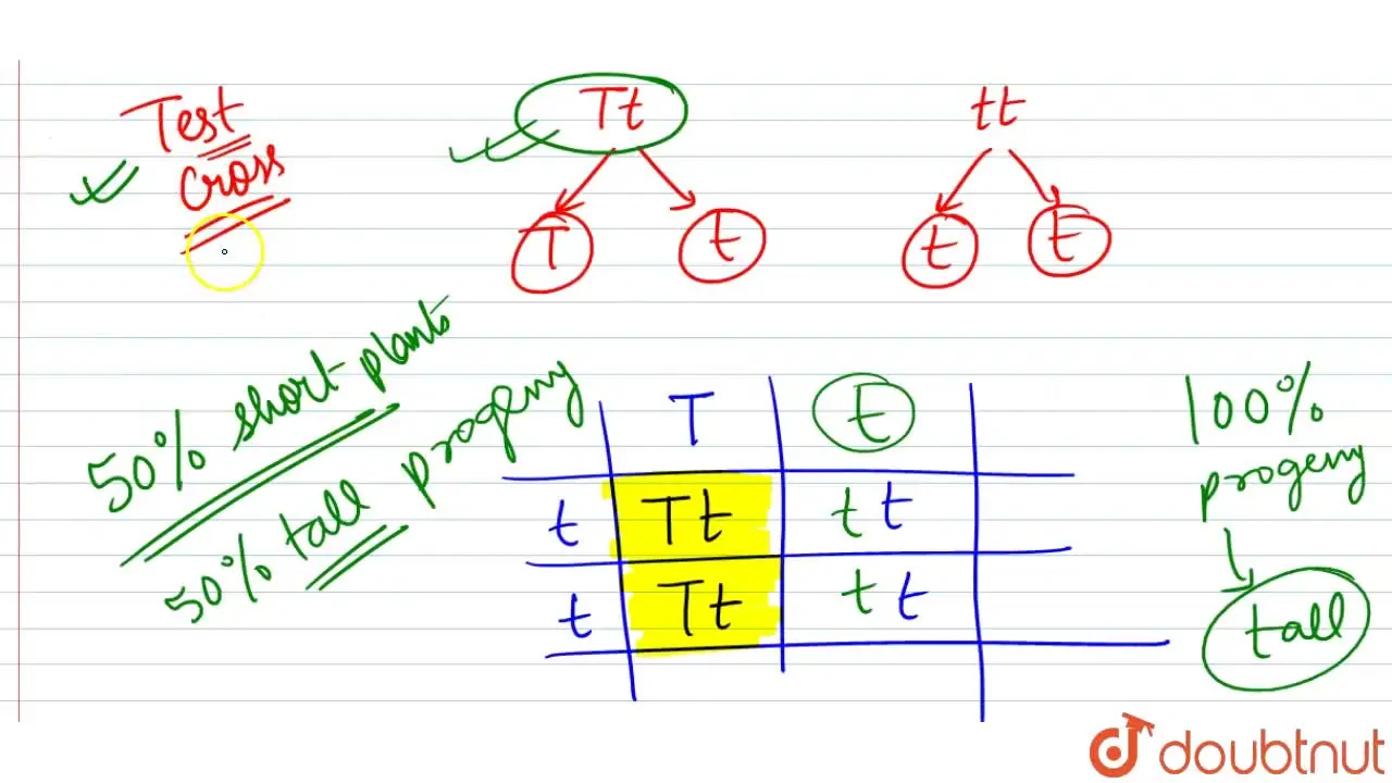Work out a cross to find the genotype of a tall pea plant. Name the type of  cross.