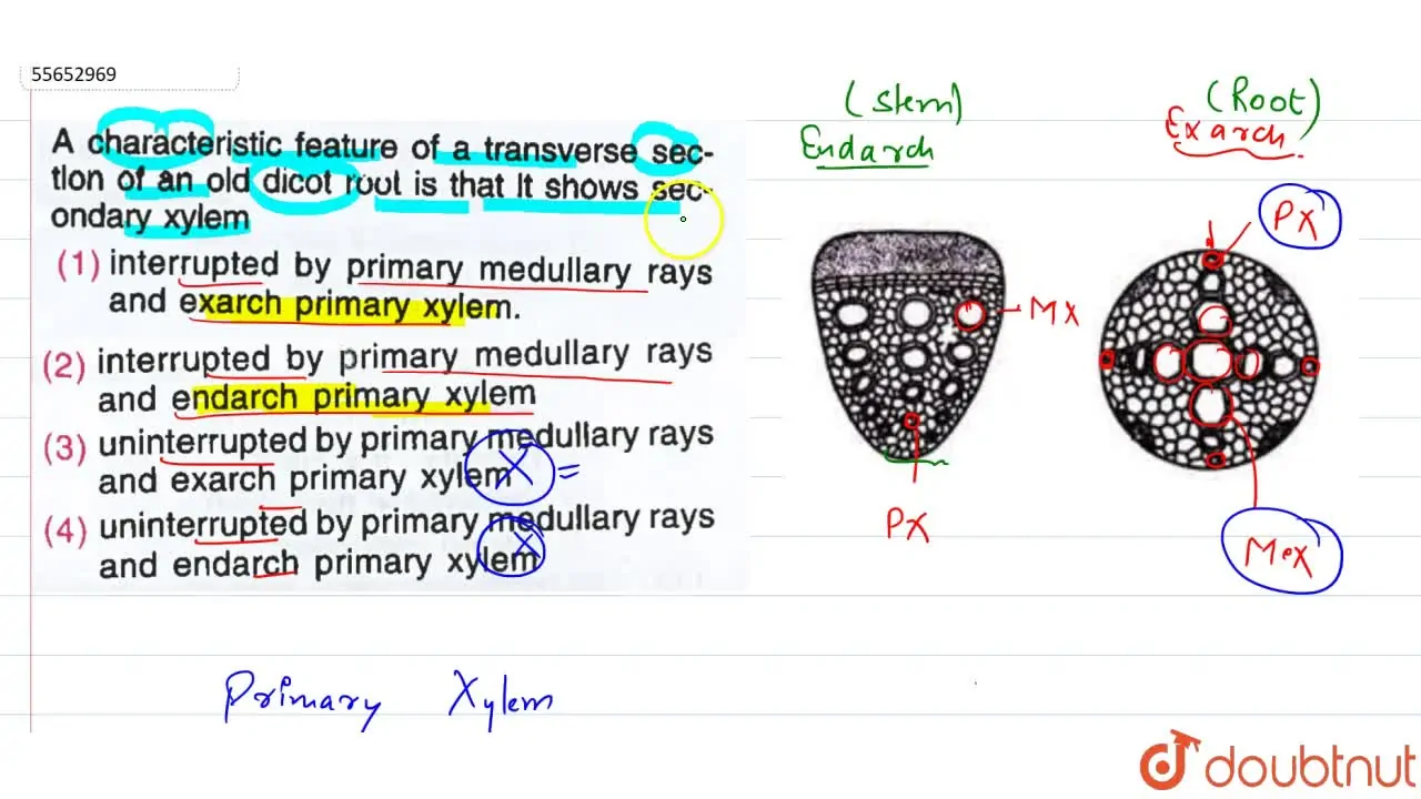 Uninterrupted By Primary Medullary Rays Exarch Primary Xylem.