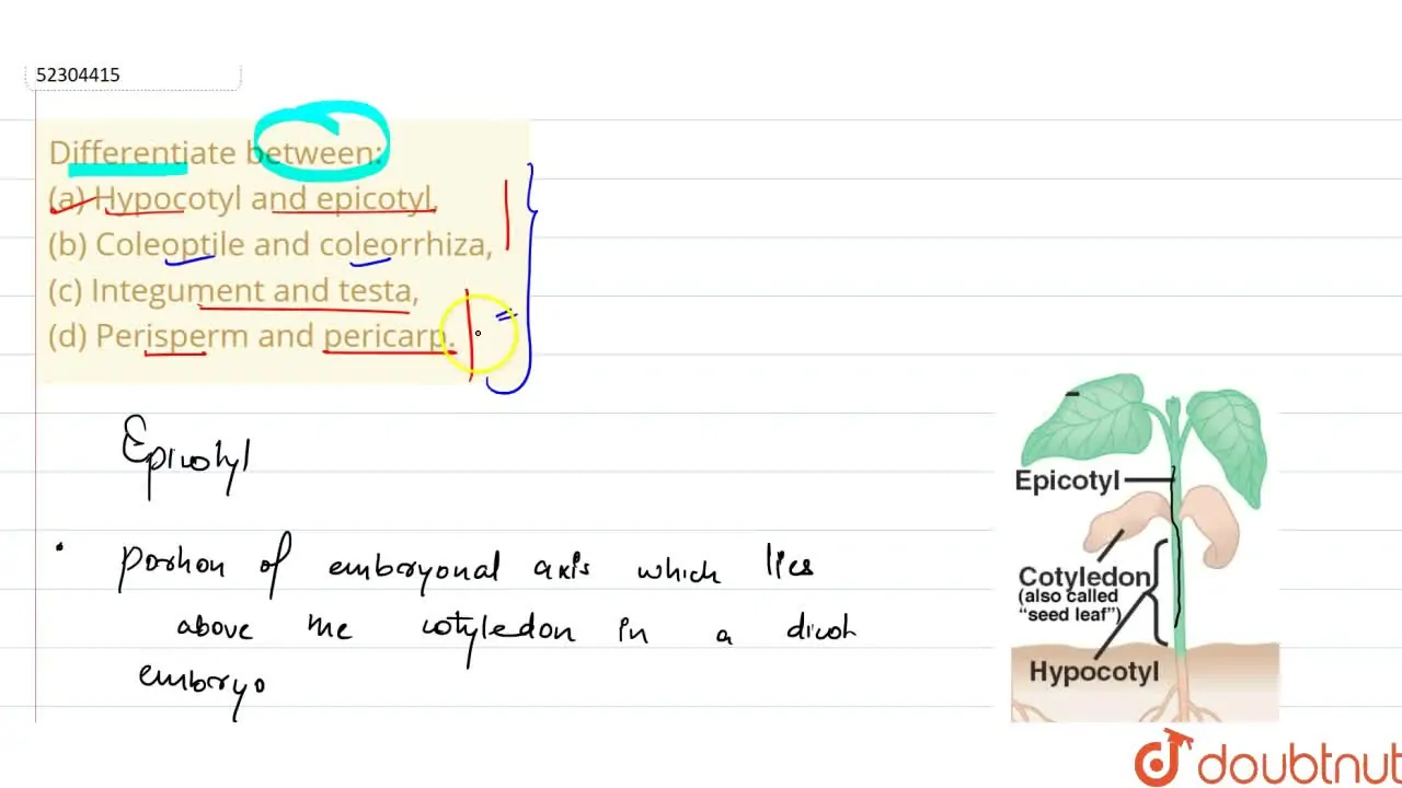 Differentiate between: (a) Hypocotyl and epicotyl, (b) Coleoptil