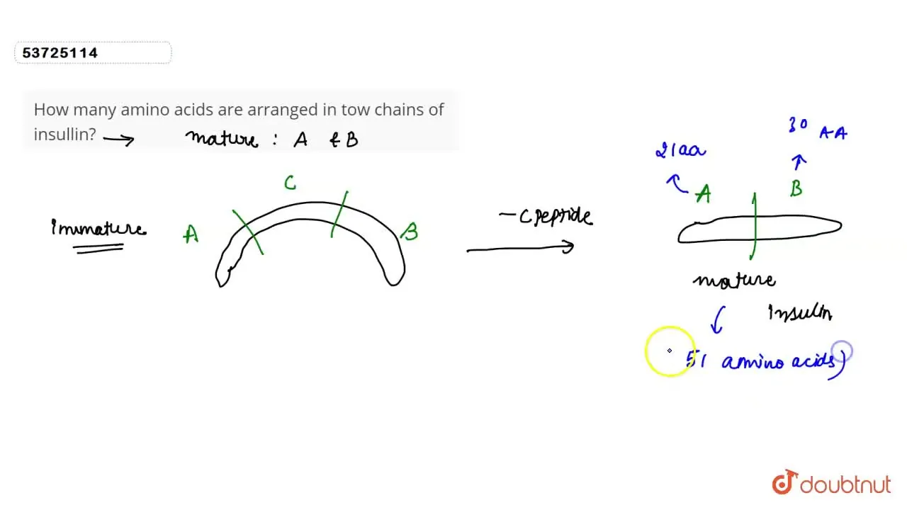 How many amino acids are arranged in two chains of insulin?