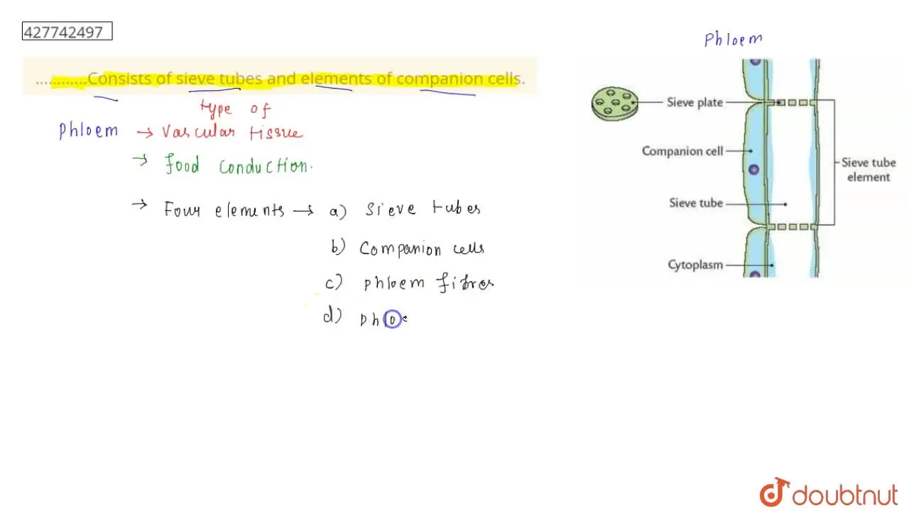 [Tamil Solution] ………...Consists of sieve tubes and elements of compani