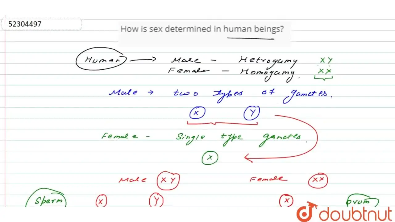 How is sex determined in human beings?