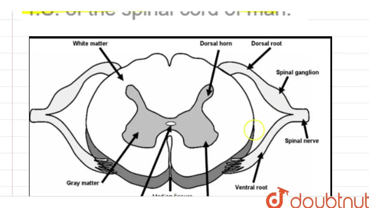 Servier - Drawing Vertebral column posterior view - no labels | AnatomyTOOL