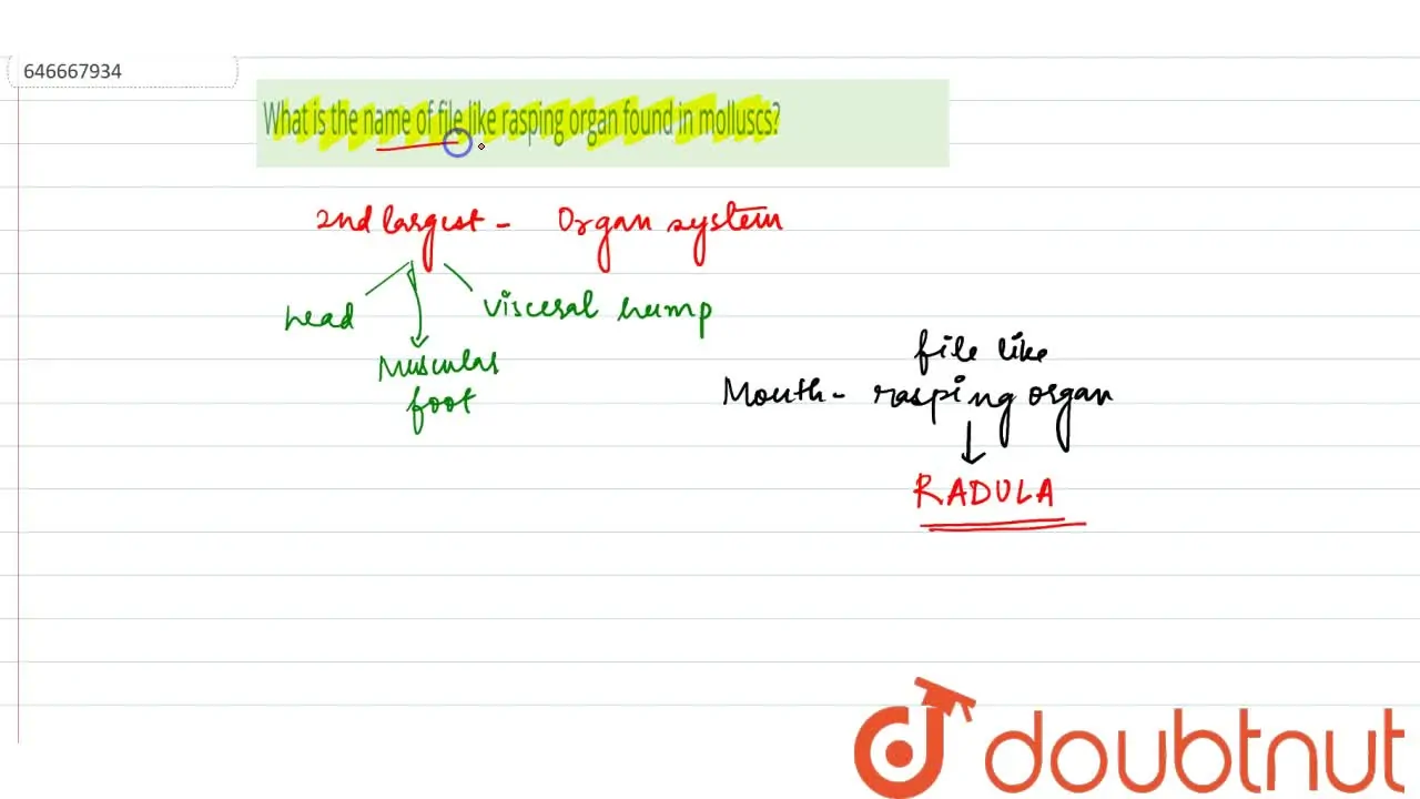 What is the name of file like rasping organ found in molluscs?
