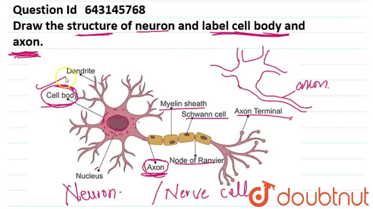 Neuronal transmission – Introduction to Biological Psychology