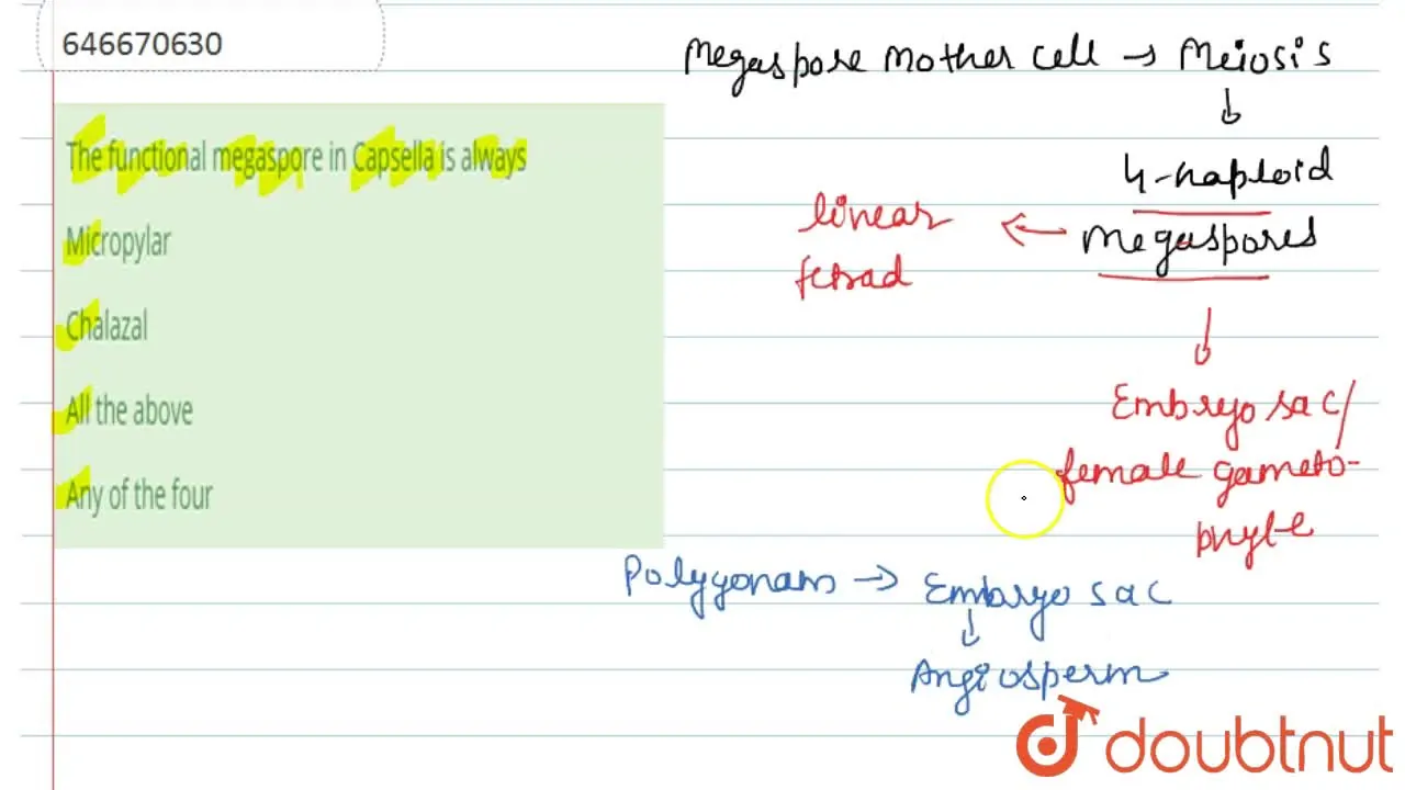 The Functional Megaspore In Capsella Is Always