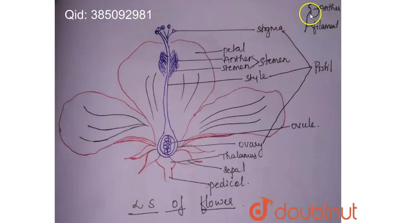 Draw a labelled diagram of the longitudinal section of a flower.