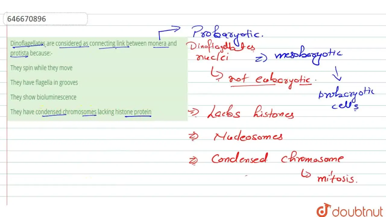 Dinoflagellates are considered as connecting link between monera and  protista because:-