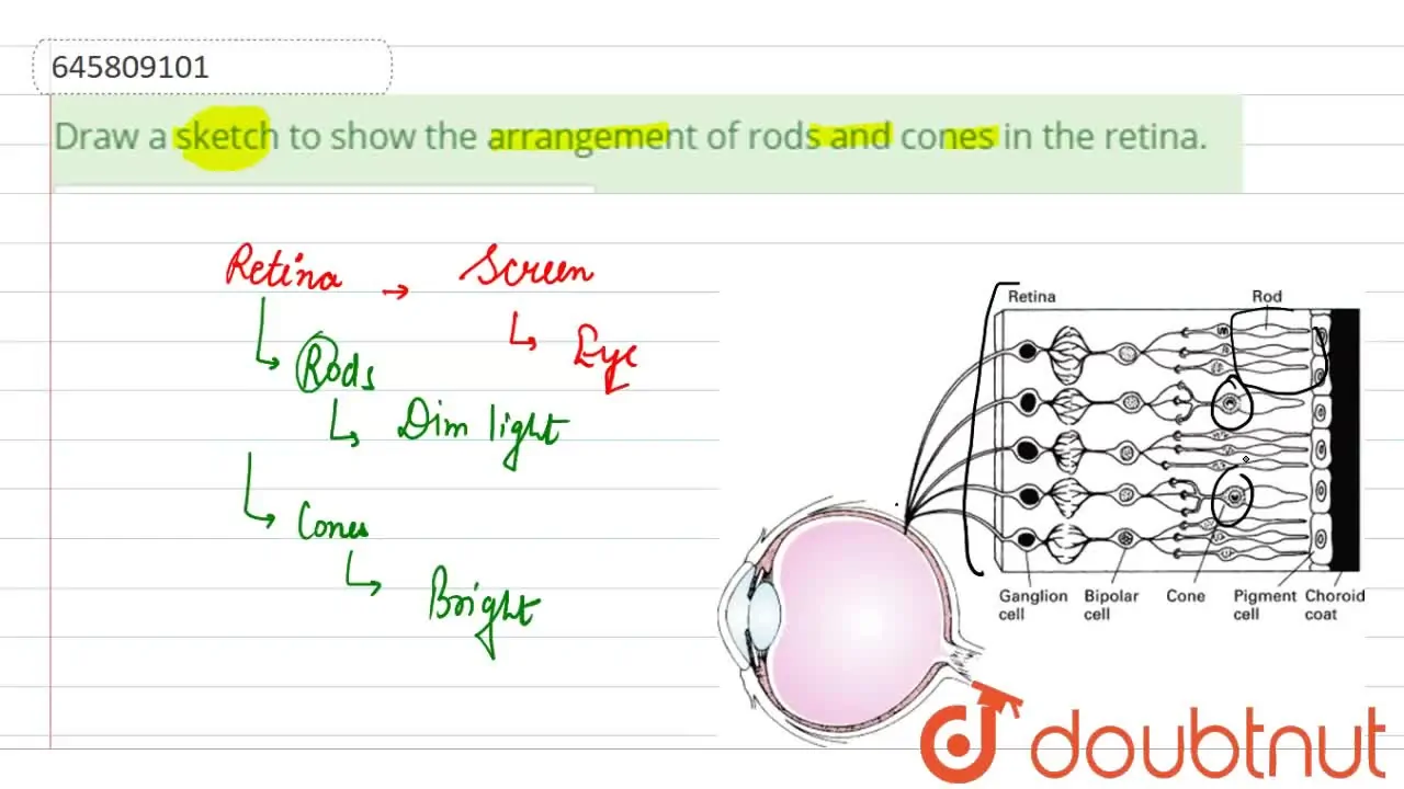 Draw the well labelled diagram of internal structure of Human Heart. - Noon  Academy