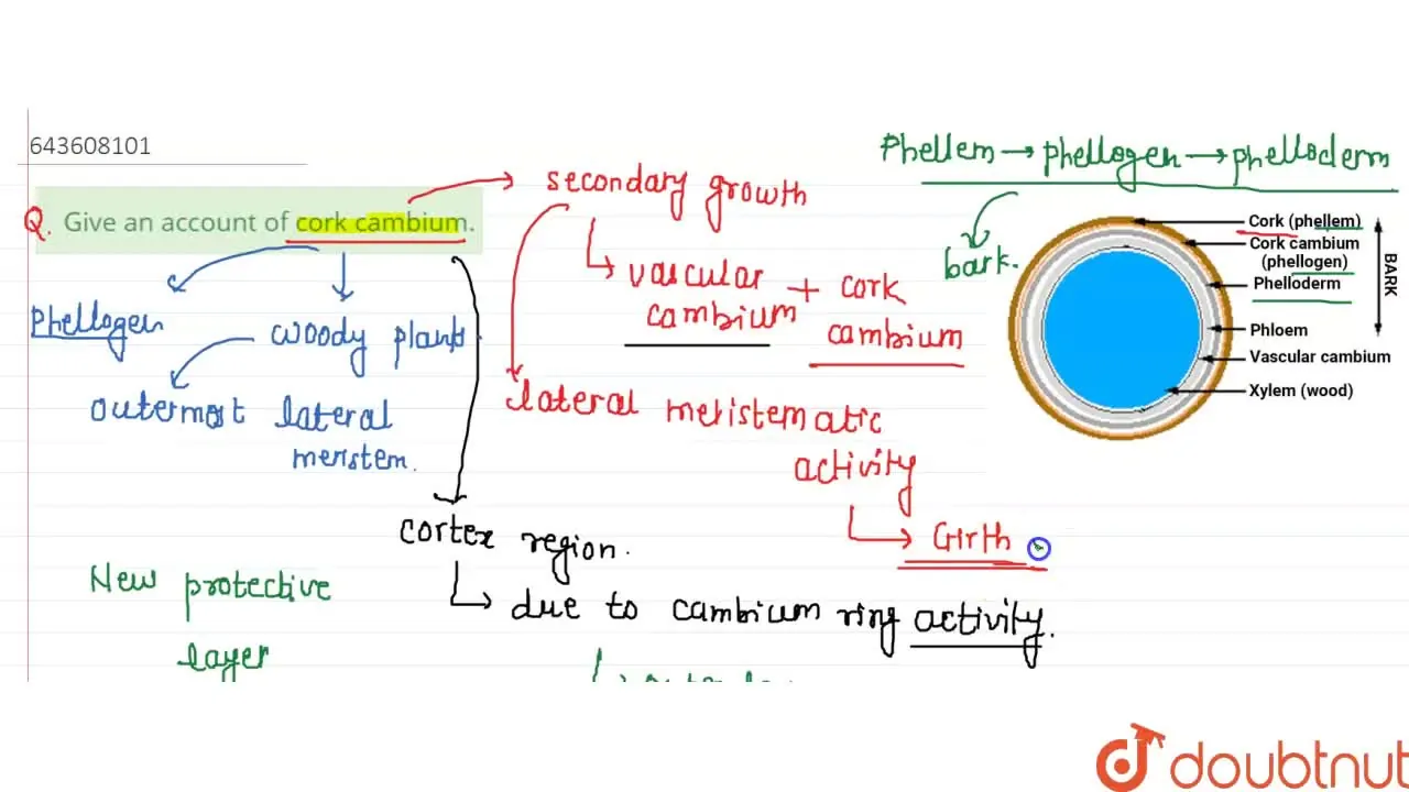 [Marathi Solution] Give an account of cork cambium.