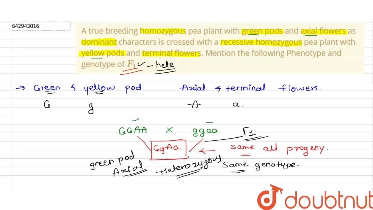 [Marathi Solution] A true breeding homozygous pea plant with green pod
