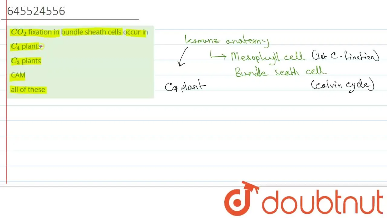 [Bengali Solution] CO(2) fixation in bundle sheath cells occur in